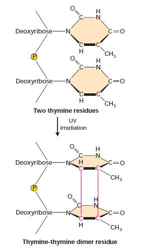 Dímeros de timina A ação dos raios UV
