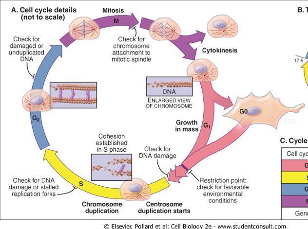 Em cada fase do ciclo a célula executa diferentes atividades Ponto de checagem de DNA não duplicado Ponto de checagem de fuso mitótico G1: gap 1