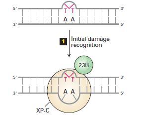 Reparo por excisão de nucleotídeo: sistema de reparo de dímeros