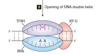 existência da doença xeroderma pigmentosum, onde o indivíduo