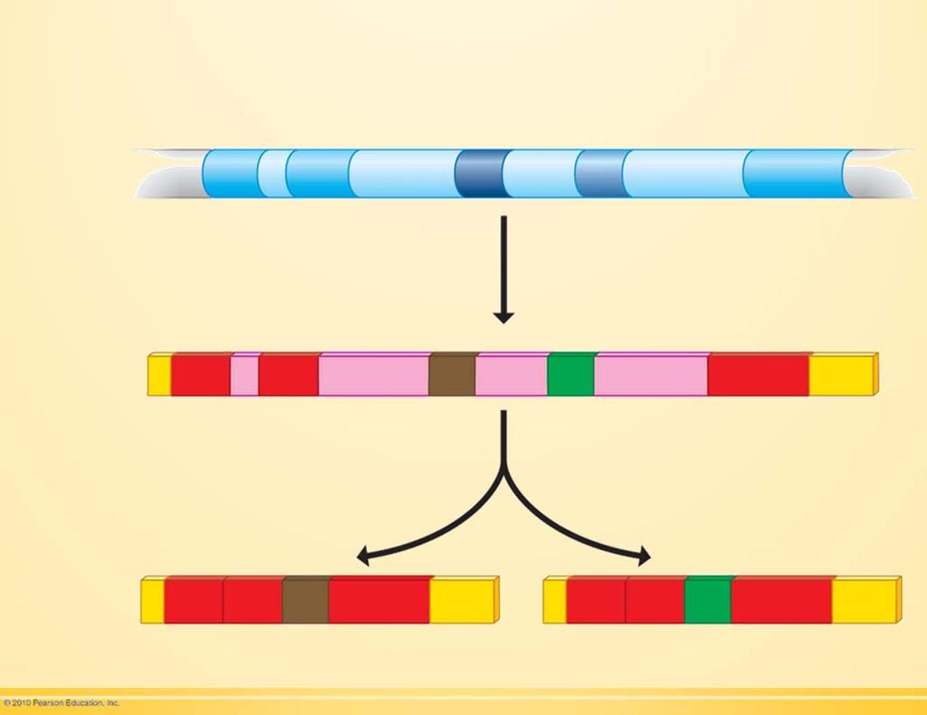 Exons DNA 1 2 3 4 5 RNA transportador 1 2 3 4 5 splicing do RNA ou