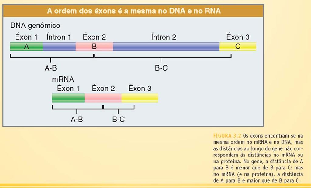 O RNA