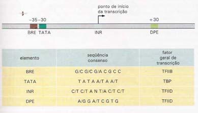 Outras sequências promotoras A seqüência
