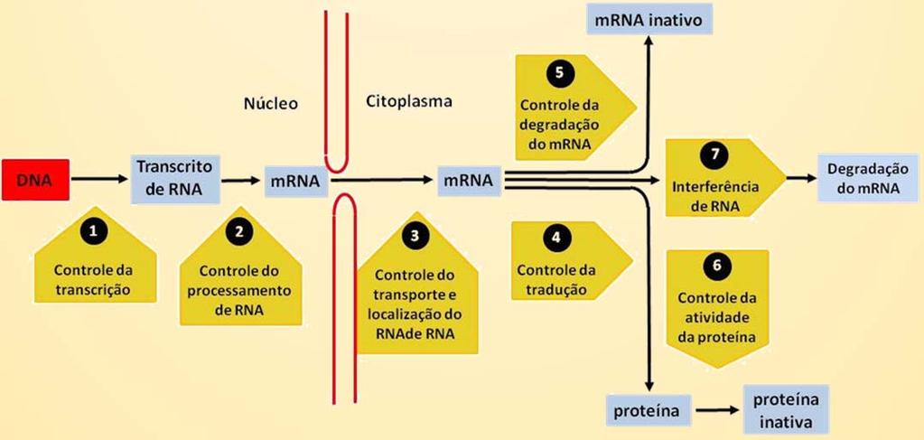 mrnas Controle