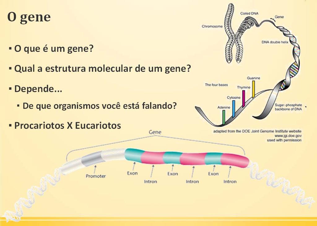 Qual a estrutura molecular de um gene?