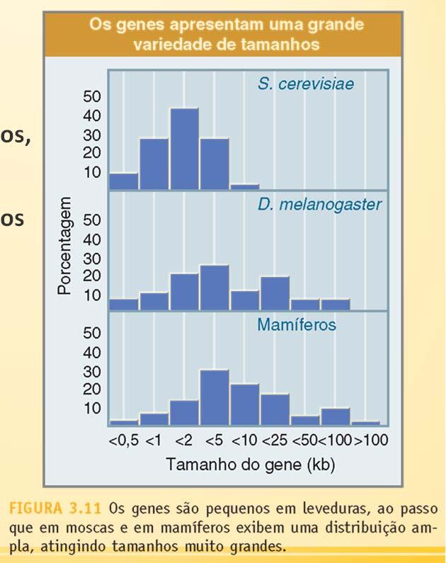 Mesmo dentro dos eucariotos, há grande variação Tamanho