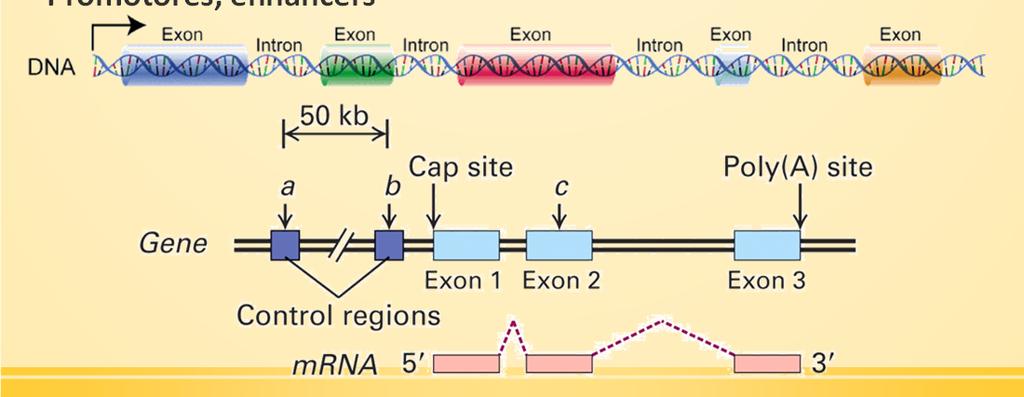 Processamento: íntrons (sequência não transcrita) éxons