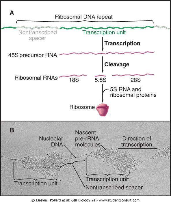 A RNA pol I produz um transcrito precursor 45S,