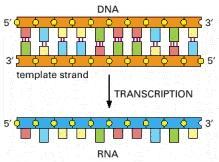 No DNA, a fita que tem a mesma sequência do RNA é a fita