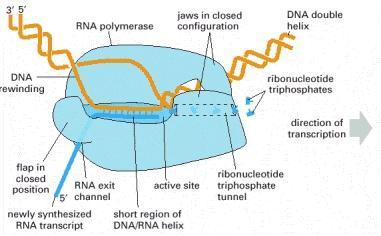 A RNA pol cataliza a formação ligação fosfodiéster que une os nucleotídeos.