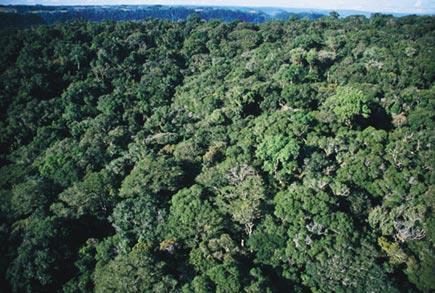 Mata de Caeetê: Mata de terra firme, localizada na parte mais