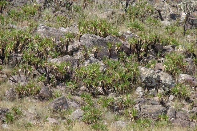 Campo rupestre -encontrado em áreas de