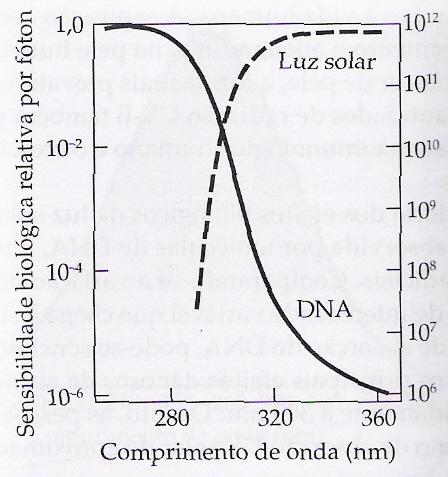 Gráfico 5 Espectro de absorção do DNA O grau de absorção de energia luminosa pelo DNA reflete sua sensibilidade biológica a um