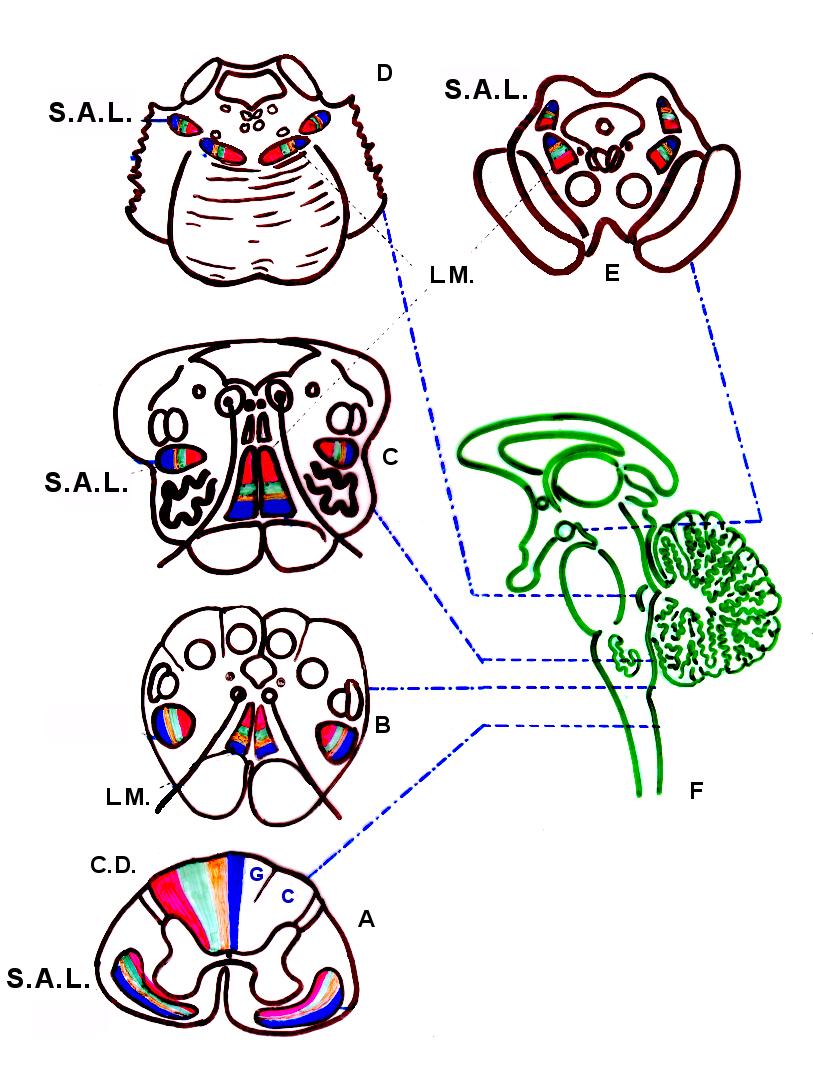 Lâminas transversais das vesículas do tronco encefálico, mostrando a somatopia dos