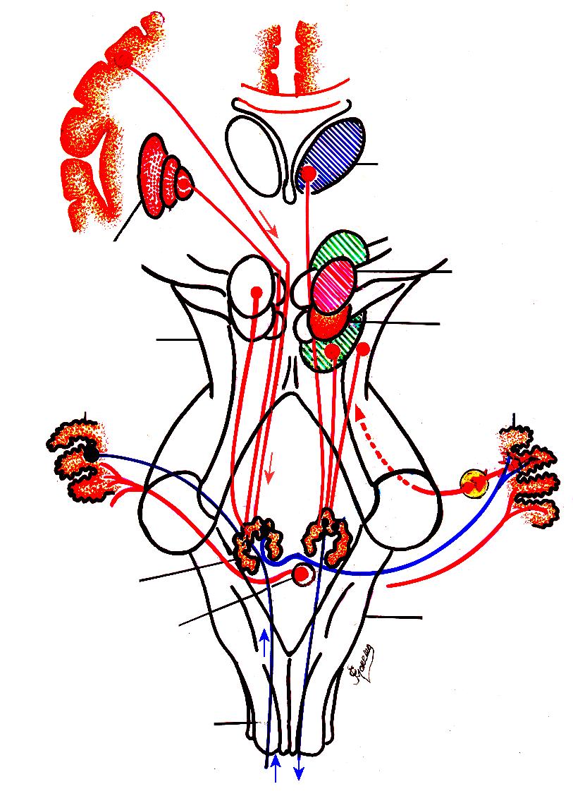 Trato Olivo-espinhal Córtex cerebral Tálamo Substância negra ( Lócus Niger ) Corpo estriado Núcleo neorrúbro Mesencéfalo Núcleo paleorrúbro