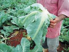 Diagnóstico do Manuseio Pós-colheita de Couve-Flor e Repolho em uma Cooperativa de Produtores de Hortaliças de Planaltina-DF 13 da planta-mãe, deixando-se apenas uma coroa formada pela base das