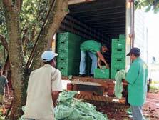 Veículos usados para transporte de couve-flor da propriedade rural para o Galpão da Cooperativa.