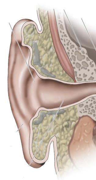 OUVIDO EXTERNO Pavilhão auditivo Composto pelo pavilhão auditivo e o canal auditivo