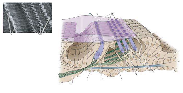 ÓRGÃO DE CORTI É o responsável pela transdução das ondas sonoras (células ciliadas Receptor auditivo) Membrana Tectorial Esterocílios Células ciliadas internas