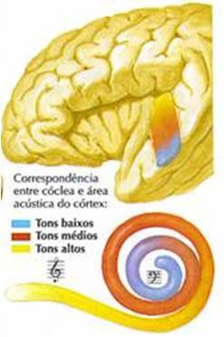 TONOTOPIA Discriminação do som por freqüências Cada região da cóclea é mais