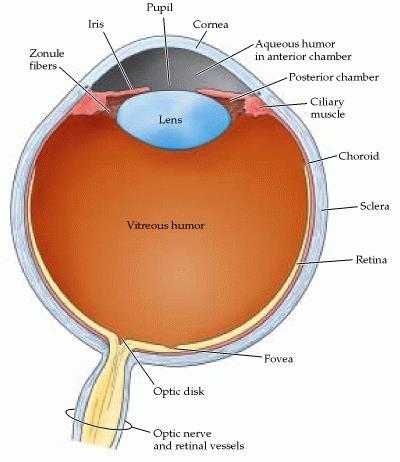 Anatomia do Olho Camada Externa do Globo Oular: córnea (transparente) e esclera (fibroso) cristalino Humor aquoso: nutrientes
