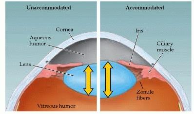 Formação da Imagem na Retina Imagem enfocada na retina depende da refração da luz pela córnea e o cristalino (ajustável) O ajuste da pupila contribui para claridade das imagens formadas na retina