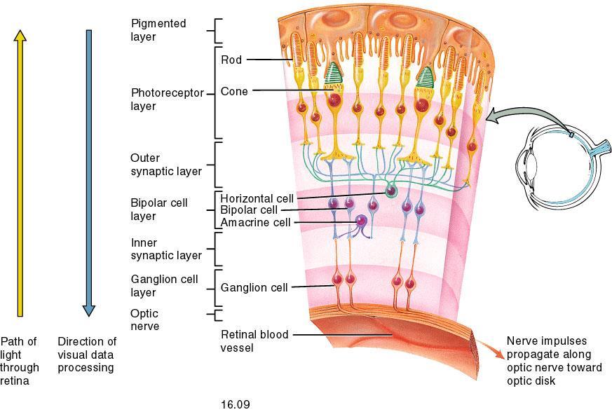 Trajeto da Luz e Direção do Processamento Visual Epitélio pigmentado: possui maquinaria bioquímica para regeneração de