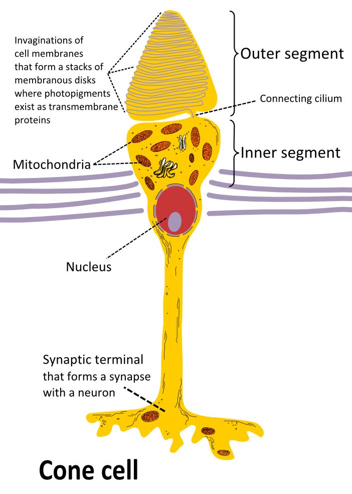 Cones A absorção de luz pelo fotopigmento dá início a uma cascata de reações que altera o potencial de membrana do receptor.