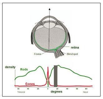 Distribuição anatômica dos cones e bastonetes na retina humana