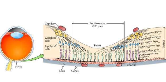 Anatomia da fóvea contribui para acuidade Região da fóvea: * Ausência de bastones * Maior densidade de cones na retina * Corpos celulares e outros