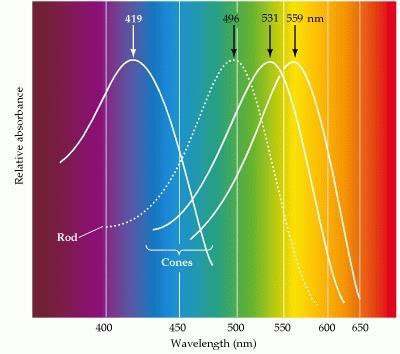Cones e visão das cores: Percepção de cores permite discriminar objetos com base na distribuição dos comprimentos de onda da luz que refletem para o olho.