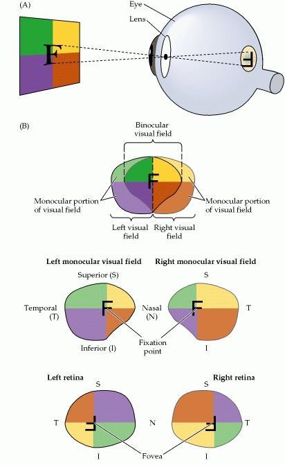 Representação retinotópica do campo visual: Campo Visual Binocular Campo Visual