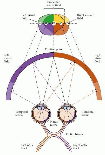 Projeção do campo binocular na retina A informação da metade