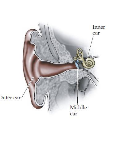 ANATOMIA DO SISTEMA AUDITIVO Dividido em