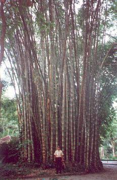 Propriedades geométricas e mecânicas de colmos dos bambus para aplicação em construções 47 usou os resultados dessas pesquisas mundiais e propôs normas para a determinação das propriedades físicas e