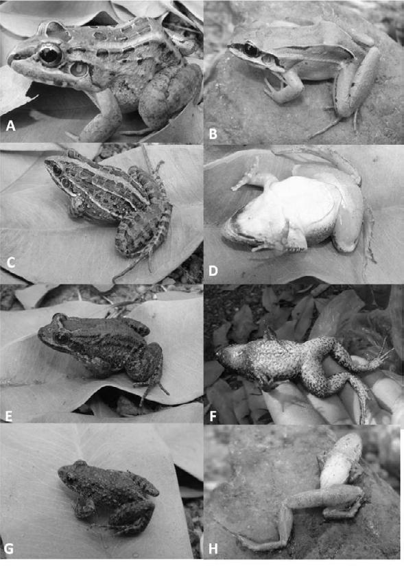 28 Caderno de Publicações 7 Figura 4 Representantes da família Leptodactylidae. A Leptodactylus chaquensis. B L. mystaceus. C L. fuscus. D Vista ventral de macho de L.