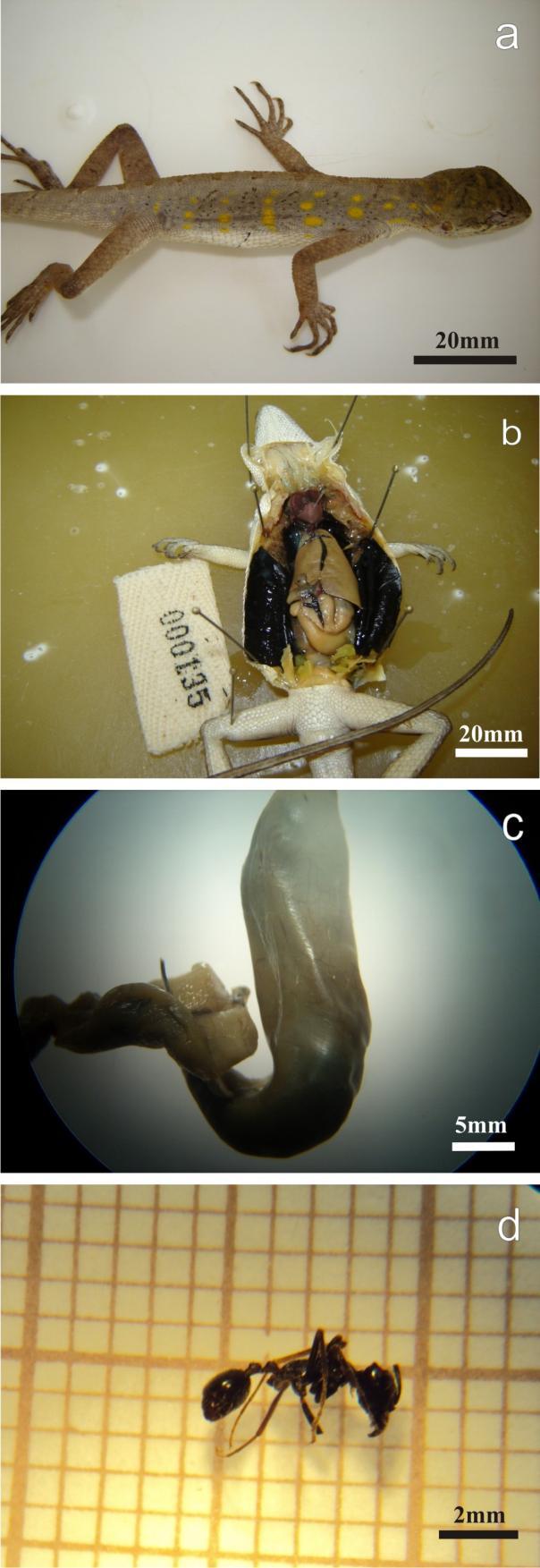 Anexo 4- a) Espécime de Enyalius bilineatus macho usado nas análises de dieta; b) Dissecação do espécime; c)