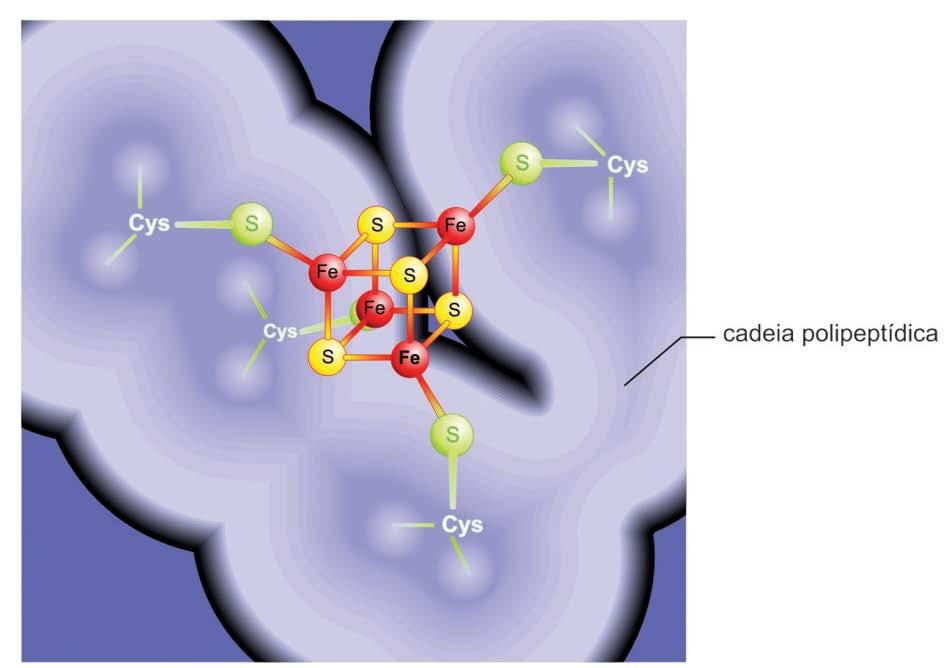 ligados a átomos de enxofre inorgânico ou com átomos de enxofre em resíduos de cisteína ou com ambos Podem ter de