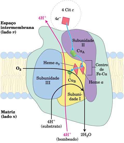 COMPLEXO IV: CITOCROMO OXIDASE Os e do Citocromo c são entregues ao O 2 4 Citc (Red) + 8 H + N + O 2 4 Citc (Oxi) + 4 H + P + 2 H 2 O Envolve a participação de: Ion Cu A Citocromo a Citocromo a 3 -Cu