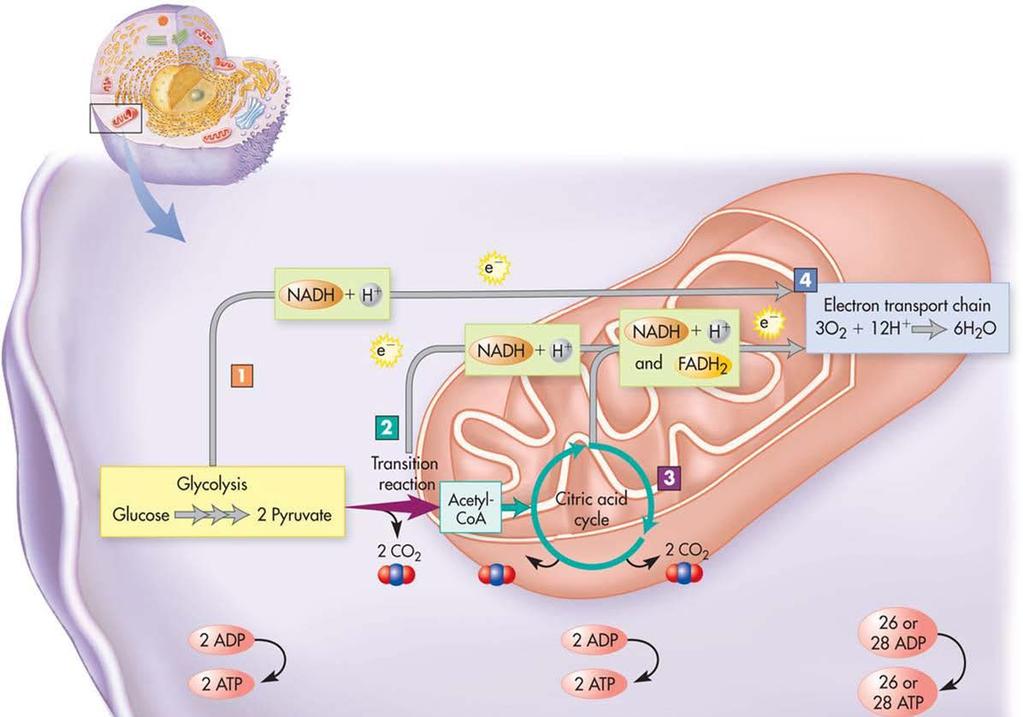 Mitocôndria Os carreadores que transportam os elétrons do NADH e FADH 2 até O 2 estão na MMI A oxidação de