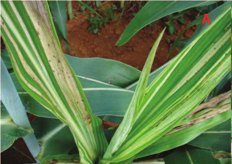 71 O manejo da doença é realizado com plantio de cultivares resistentes e rotação de culturas com hospedeiros não suscetíveis.