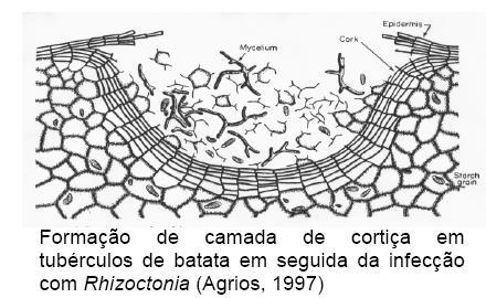 DEFESA HISTOLÓGICA Camadas de