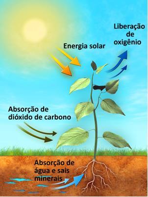 Crescimento: resultado da incorporação do CO 2 em tecidos vegetais por