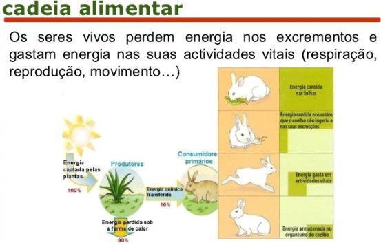 Apenas uma parte da energia disponível num nível trófico, é