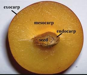 Histologia da parede do fruto parede do fruto pericarpo (parede do ovário maduro) Nos frutos carnosos, o pericarpo mostra duas ou três camadas distintas: epicarpo (ou exocarpo), mesocarpo e endocarpo
