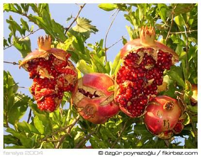 Tipos de fruto romã Punica