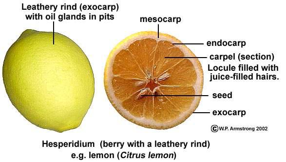 Frutos carnosos: hesperídeo (tipo de baga) epicarpo mesocarpo (albedo) esponjoso endocarpo compacto lóculo cheio de