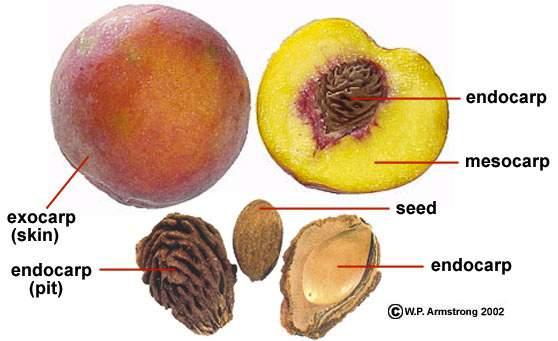 Frutos carnosos: drupa Epicarpo fino, mesocarpo carnoso (eventualmente fibroso) e endocarpo pétreo, bem aderido à semente.