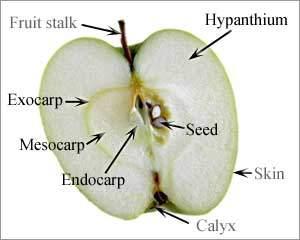 receptáculo da flor.