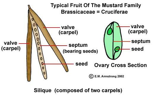 Frutos Secos: deiscentes